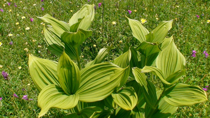 Изображение особи Veratrum lobelianum.