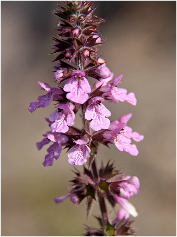 Изображение особи Stachys palustris.