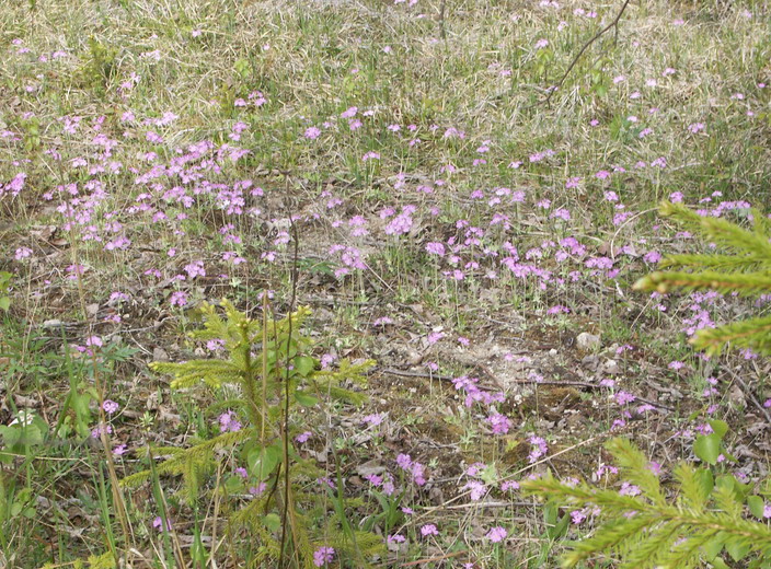 Image of Primula farinosa specimen.