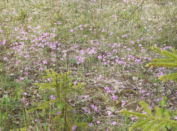 Изображение особи Primula farinosa.