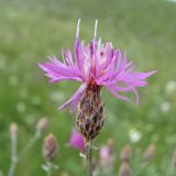 Centaurea lavrenkoana. Соцветие. Украина, Донецкая обл., Славянский р-н, окр. пос. Богородичное, меловой склон. 11.07.2011.