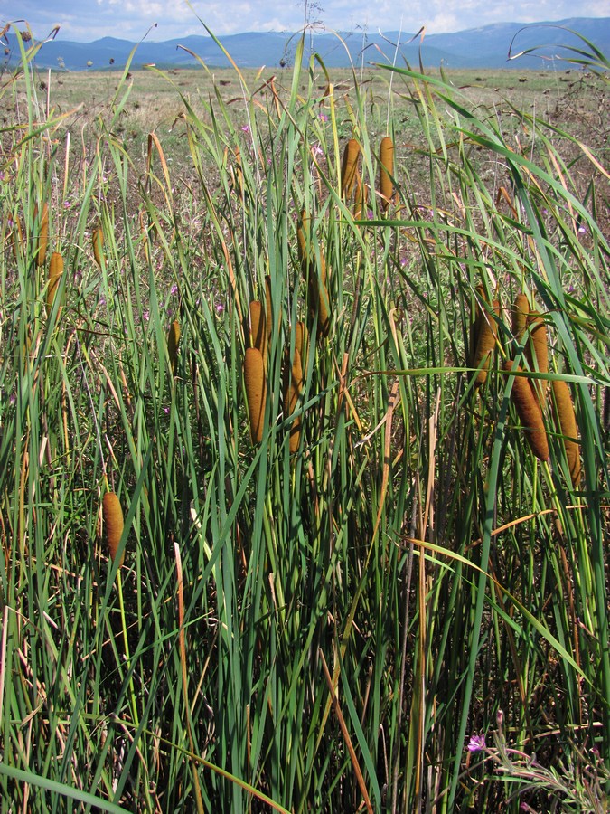 Image of Typha laxmannii specimen.