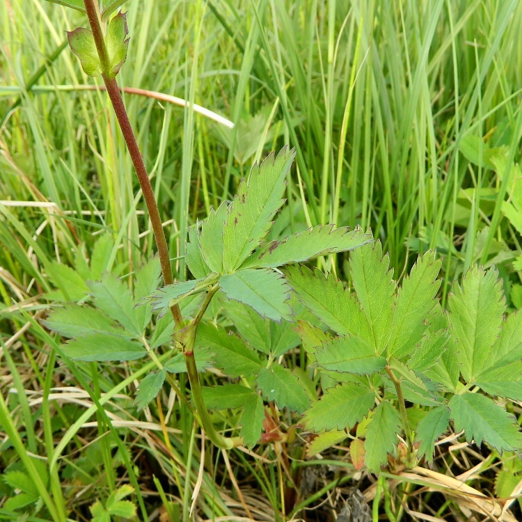 Image of Comarum palustre specimen.