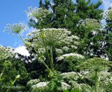 Heracleum mantegazzianum. Верхушка цветущего растения. Украина, Ивано-Франковская обл., Косовский р-н, с. Шешоры. 27 июня 2011 г.