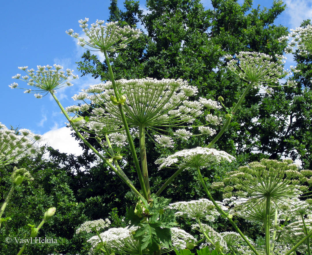 Изображение особи Heracleum mantegazzianum.