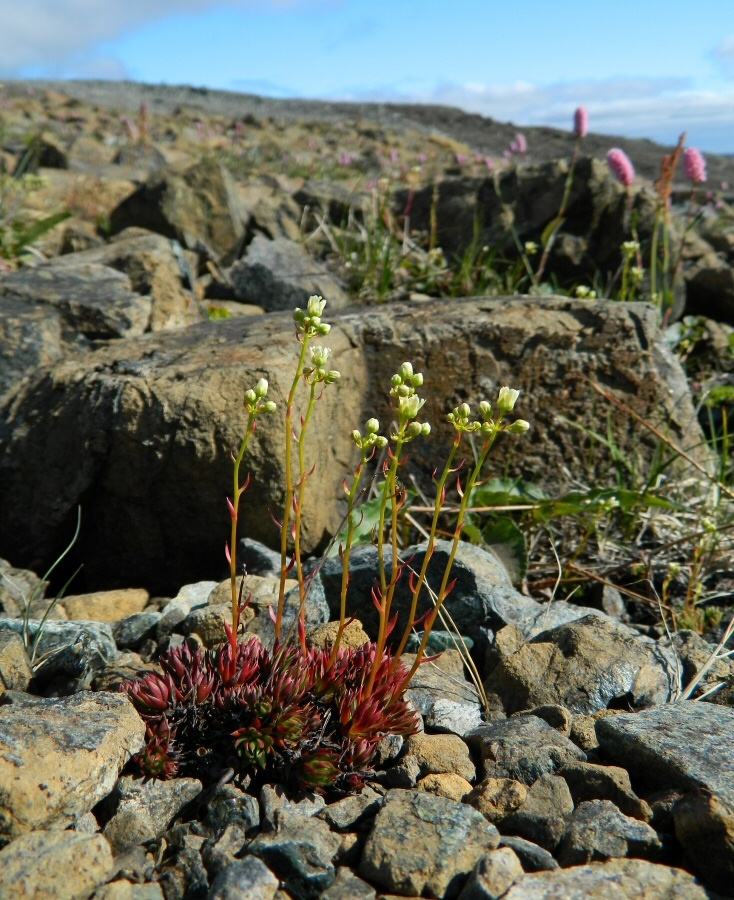 Изображение особи Saxifraga bronchialis.