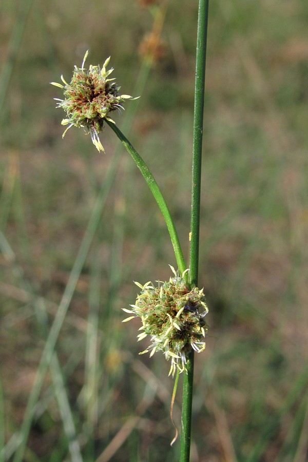 Изображение особи Scirpoides holoschoenus.