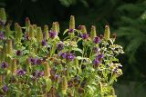 Prunella vulgaris. Верхушки стеблей с соцветиями и соплодиями. Московская обл., Раменский р-н, окр. дер. Хрипань, дачный участок. 08.07.2007.