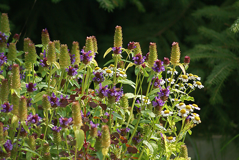 Image of Prunella vulgaris specimen.