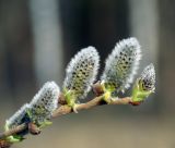 Salix caprea. Побег с генеративными почками. Московская обл., Раменский р-н, окр. д. Хрипань, окраина поля у ж/д платформы. 28.04.2011.