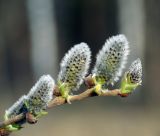 Salix caprea