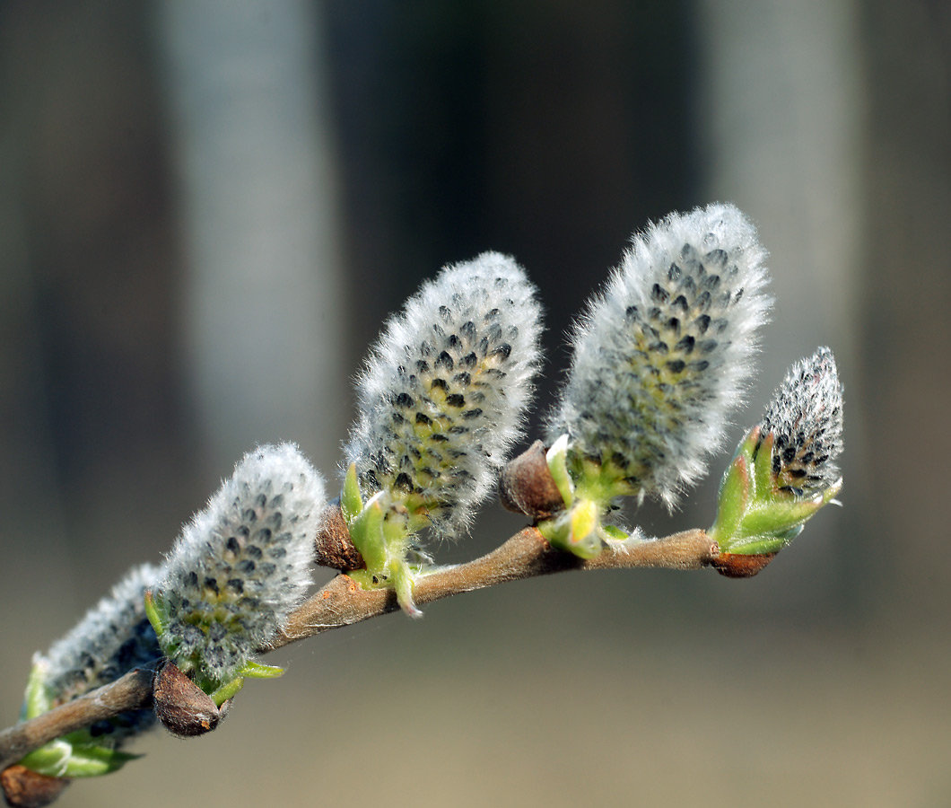 Изображение особи Salix caprea.
