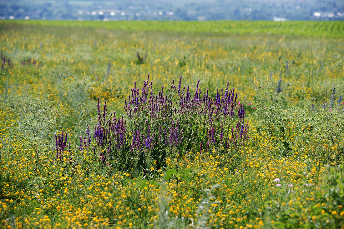 Изображение особи Salvia tesquicola.