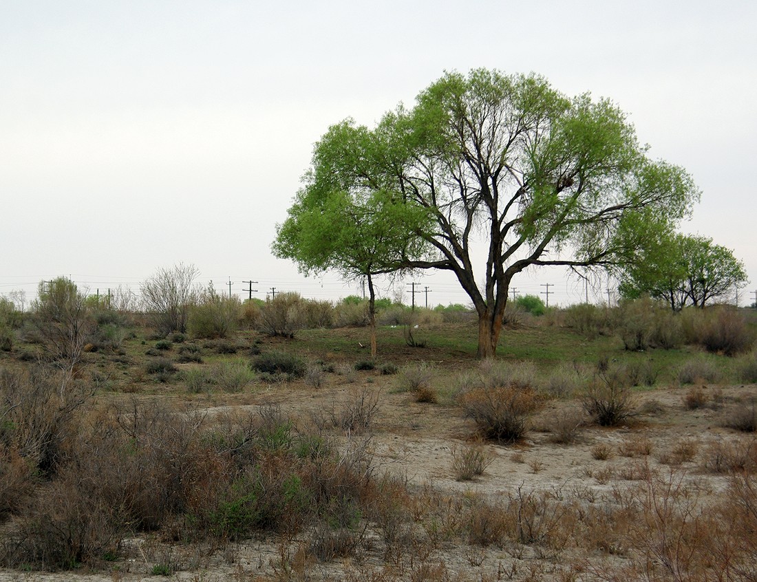 Image of Populus diversifolia specimen.