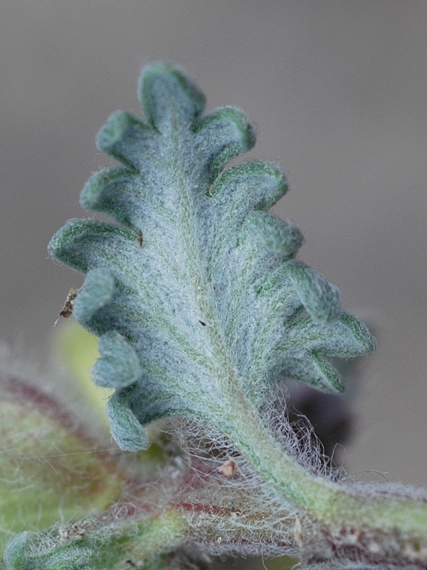 Изображение особи Scutellaria przewalskii.