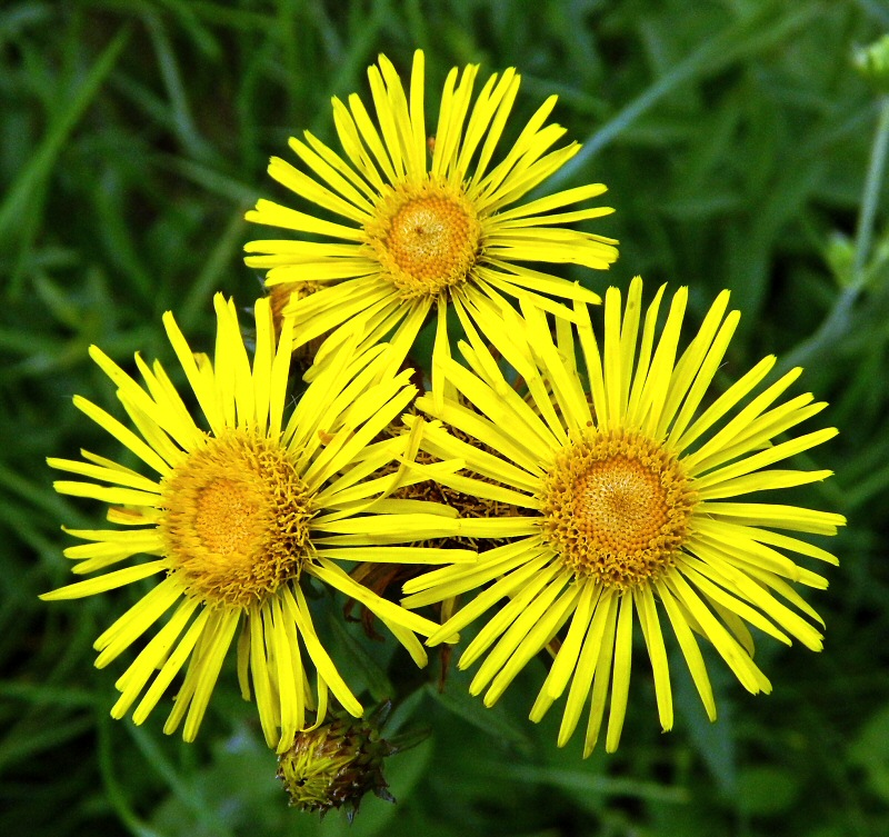 Image of Inula salicina specimen.