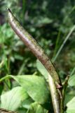 Lathyrus vernus