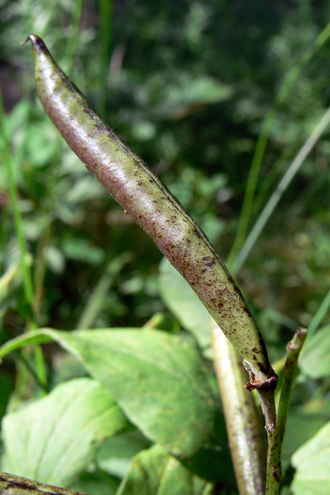 Изображение особи Lathyrus vernus.