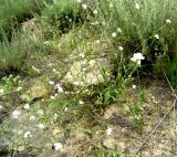 Neotorularia dentata