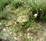 Neotorularia dentata. Цветущее и плодоносящее растение. Копетдаг, Чули. Май 2011 г.