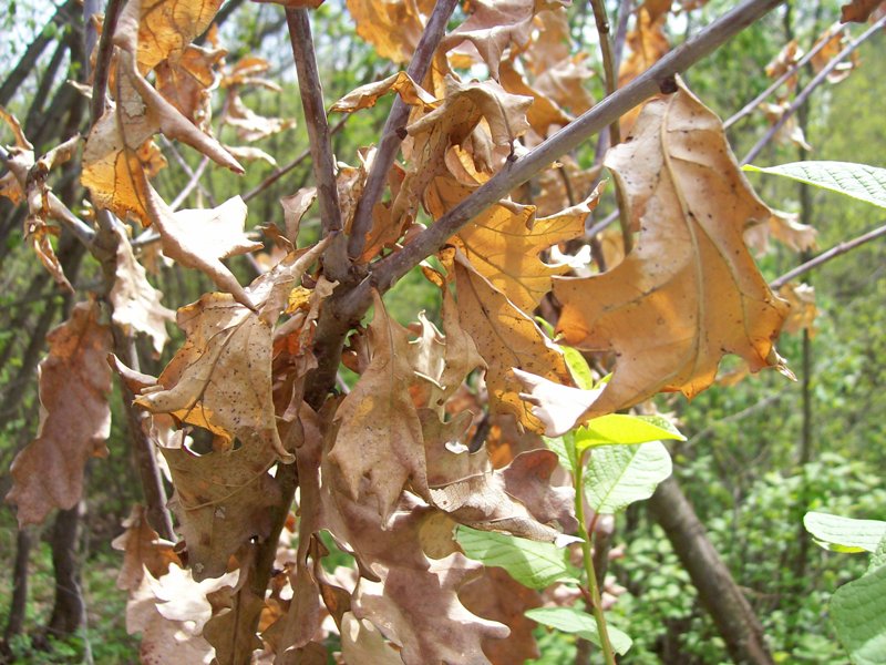 Image of Quercus rubra specimen.