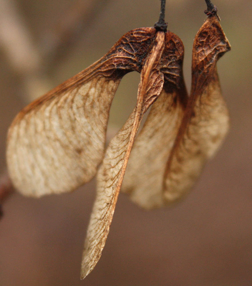 Image of Acer ginnala specimen.