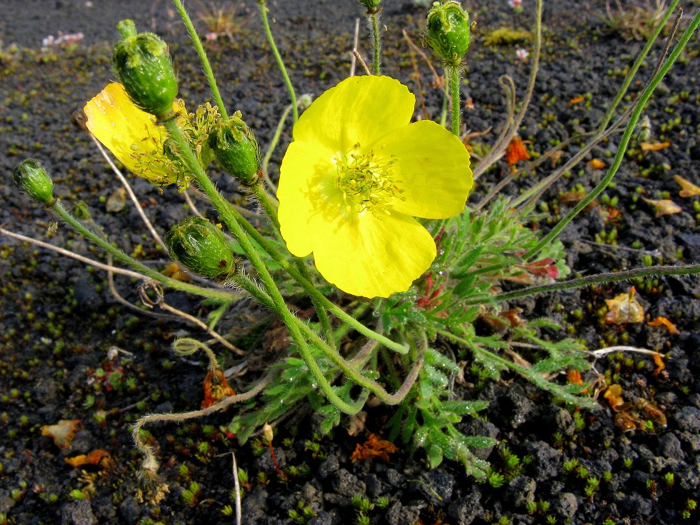 Image of Papaver microcarpum specimen.