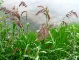 Echinochloa tzvelevii. Плодоносящие растения. Астрахань, о. Городской. 15.08.2011.