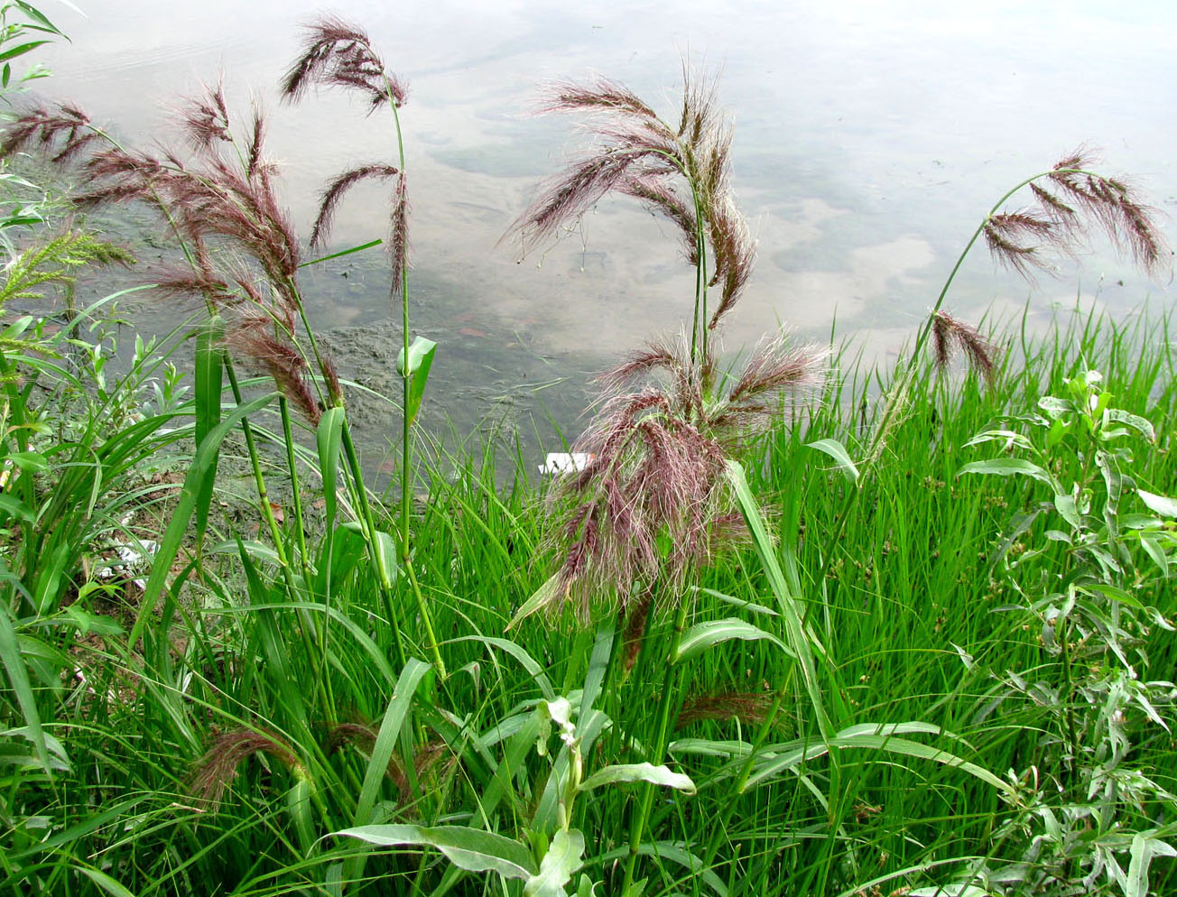 Изображение особи Echinochloa tzvelevii.