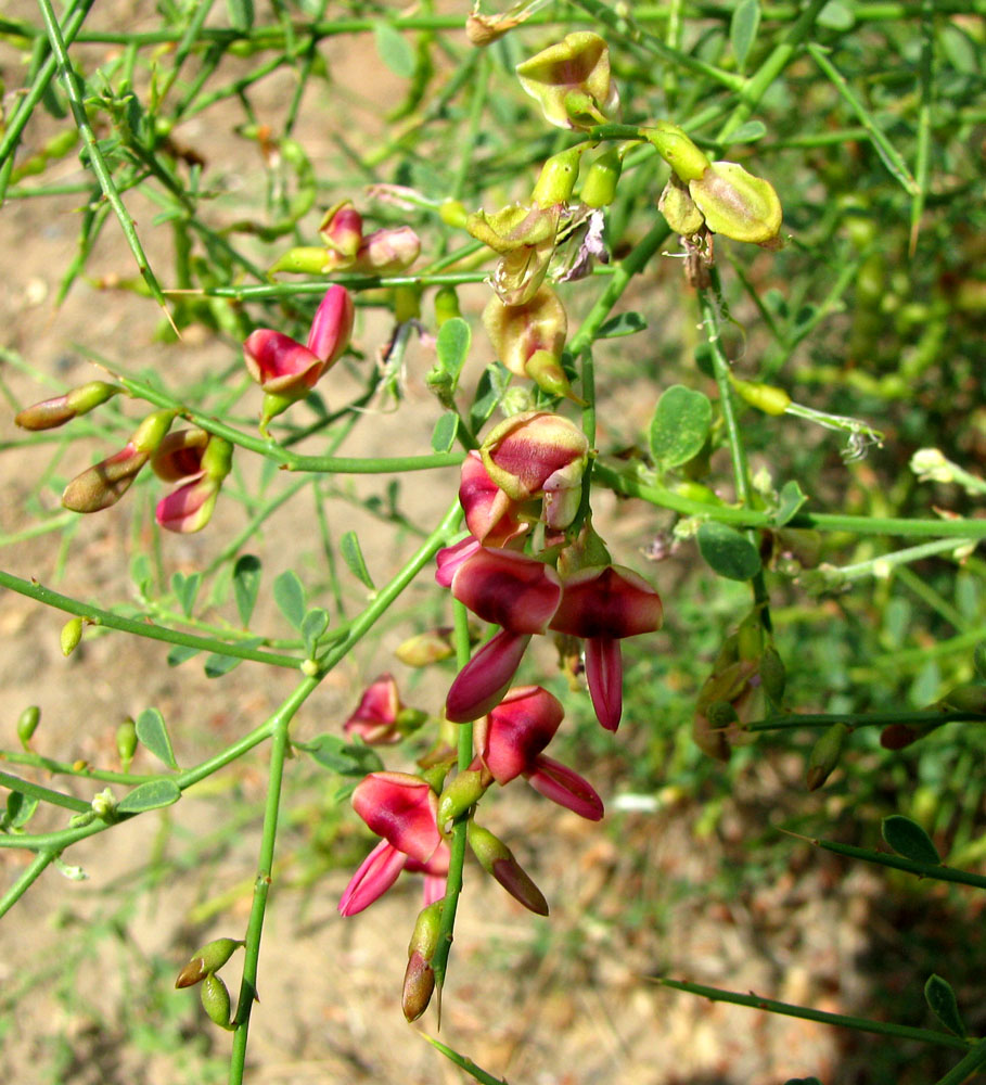 Image of Alhagi pseudalhagi specimen.