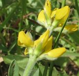 Image of taxon representative. Author is Татьяна Мальчинская