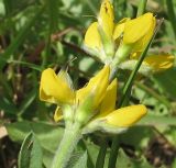 Lupinus luteus