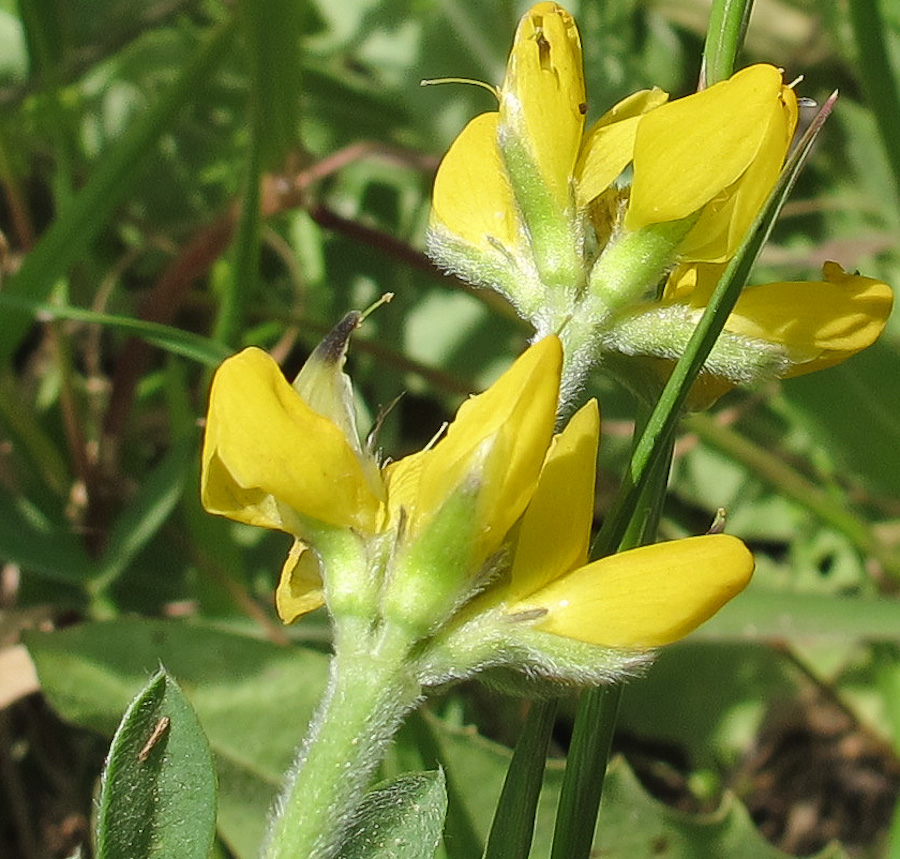 Изображение особи Lupinus luteus.