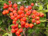 Sorbus amurensis