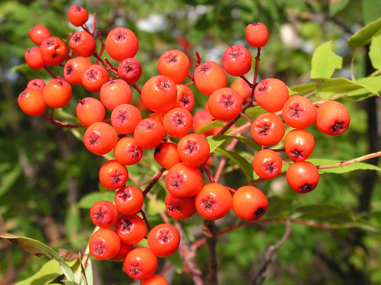 Изображение особи Sorbus amurensis.