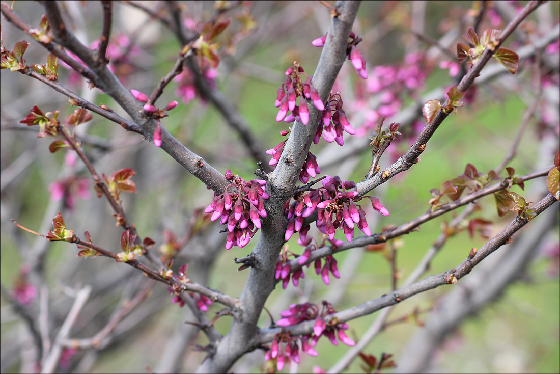 Image of Cercis siliquastrum specimen.