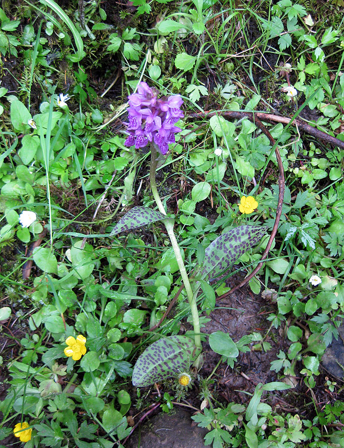 Image of Dactylorhiza majalis specimen.