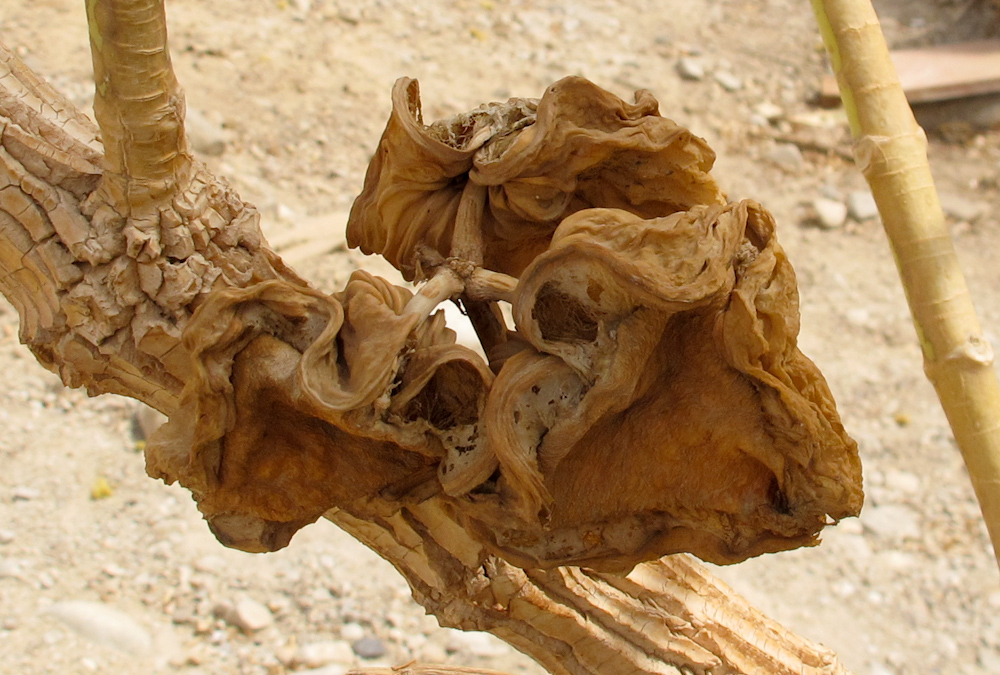 Image of Calotropis procera specimen.