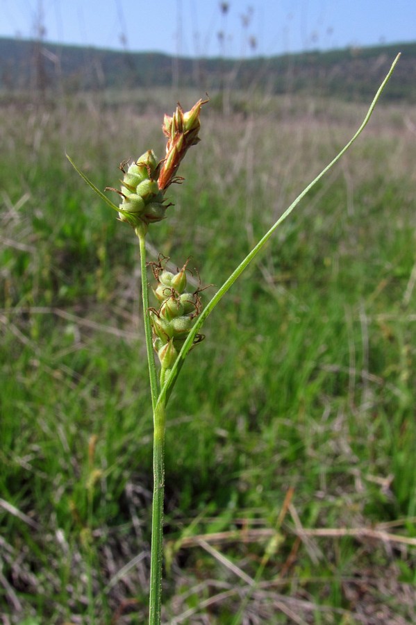 Изображение особи Carex tomentosa.