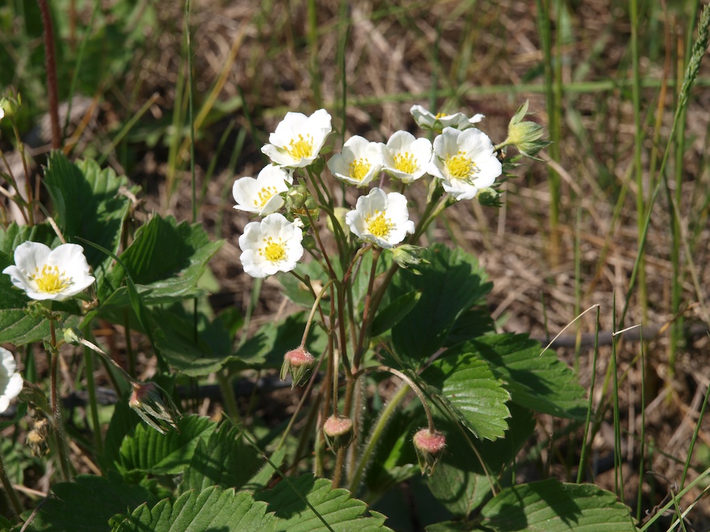 Image of Fragaria viridis specimen.
