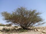 Vachellia tortilis