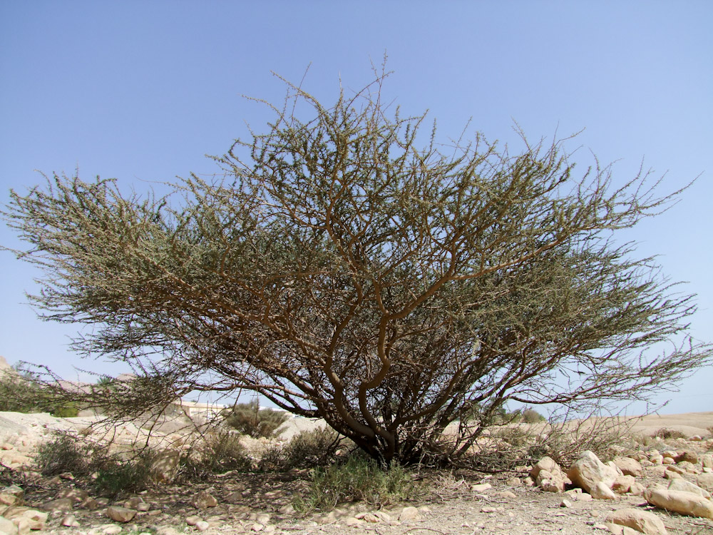 Изображение особи Vachellia tortilis.