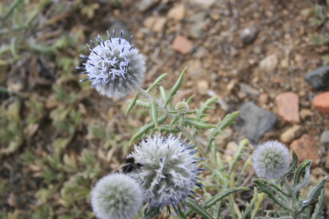 Изображение особи Echinops humilis.