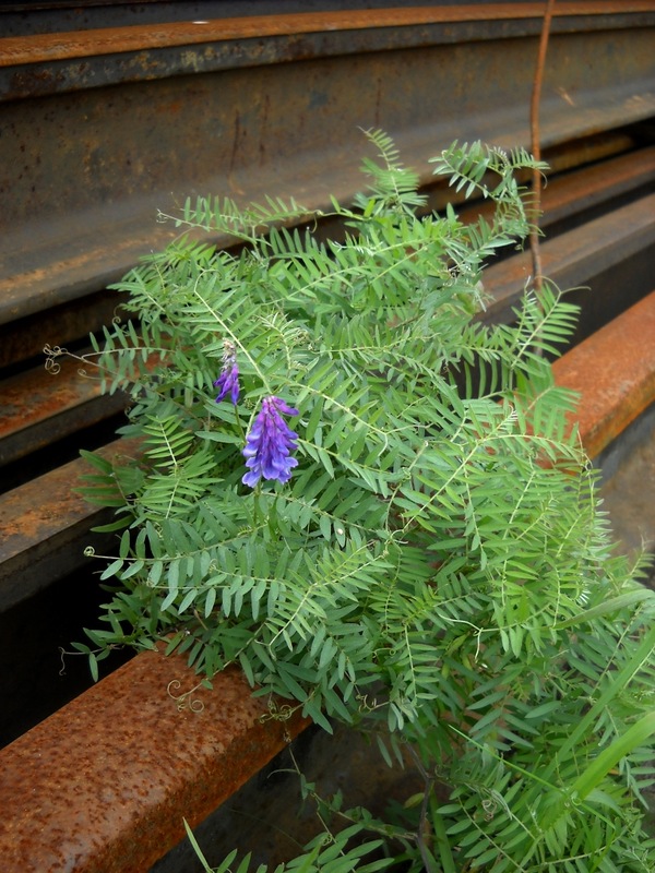 Image of Vicia cracca specimen.
