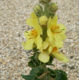 Verbascum ovalifolium. Часть соцветия. Краснодарский край, Ейский п-ов, коса Долгая. 07.06.2012.