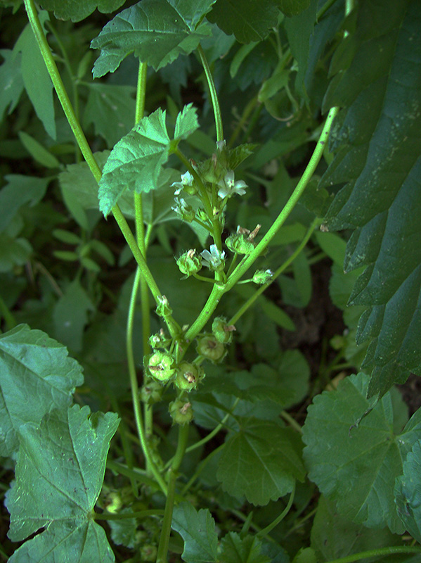 Image of Malva pusilla specimen.