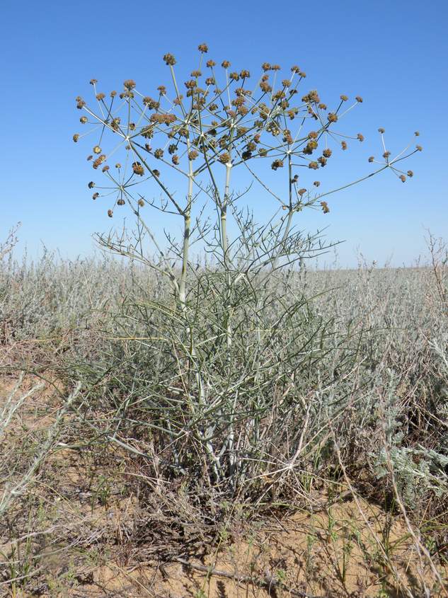 Изображение особи Ferula karelinii.