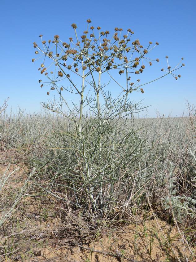 Изображение особи Ferula karelinii.