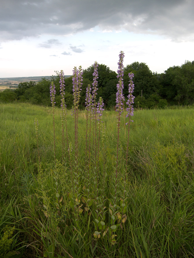 Изображение особи Campanula ruthenica.