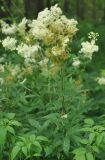 Filipendula ulmaria. Верхушка цветущего растения (внизу - побеги Bidens tripartita). Московская обл., Шатурский р-н, окр. пос. Туголесский Бор. 10.07.2012.